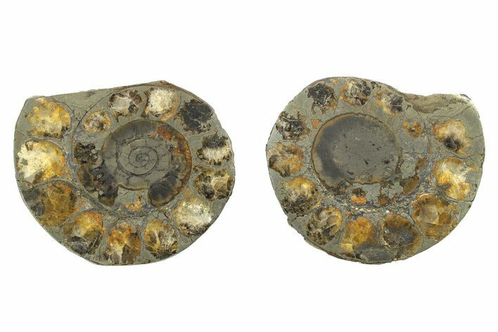 Pyritized Cut Ammonite Fossil Pair - Morocco #276651